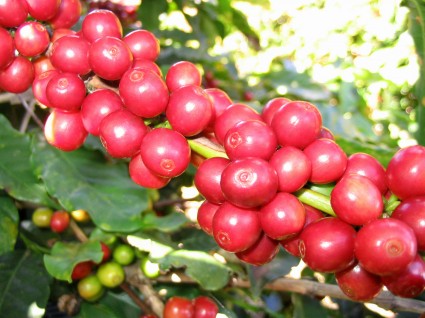 Cà phê,cây cà phê,coffee,cafe,họ thiến thảo,Rubiaceae,cà phê chè,Coffea arabica,cà phê vối,Coffea canephora,Coffea robusta,cà phê mít,Coffea liberica,Coffea excelsa,các loại cà phê,cà phê chồn,Cà phê