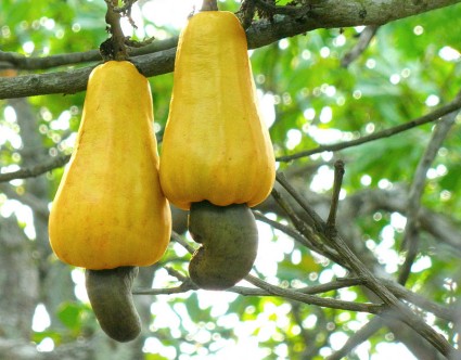 Cây điều,hạt điều,đào lộn hột,Anacardium occidentale L,Anacardium curatellifolium A.St.-Hil,tác dụng của hạt điều,lợi ích của hạt điều,Cây điều (Đào lộn hột)