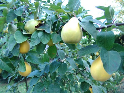 Mộc qua Kavkaz,mộc qua,Cydonia oblonga,Cydonia,Cydonia oblonga,Mộc qua Kavkaz