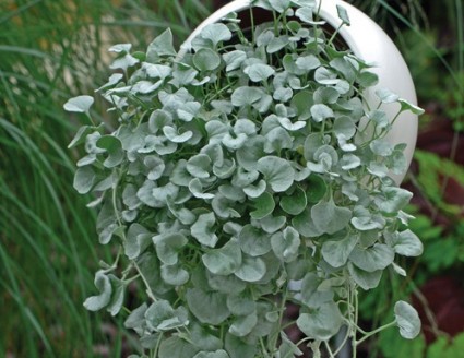 Vẩy rồng,vảy rồng,cây vẩy rồng,cay vay rong,Emerald,Vẩy rồng