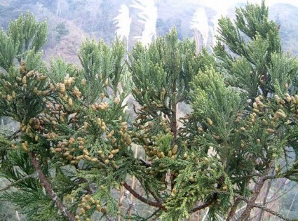 Bách vàng,bách vàng Việt Nam,hoàng đàn vàng Việt Nam,trắc bách Quản Bạ,cây ché,cây bách,Callitropsis vietnamensis,họ Hoàng đàn,Cupressaceae,Bách vàng