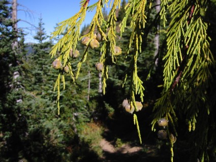 Bách Nootka,cây bách,Callitropsis nootkatensis,Cupressus nootkatensis,Xanthocyparis nootkatensis hay Chamaecyparis nootkatensis,họ Hoàng đàn,Cupressaceae,Bách Nootka
