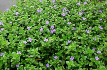 Cây hoa ngổ,cây thủy sinh,hoa ngổ hương,hoa ngổ hương thủy sinh,Cây hoa ngổ