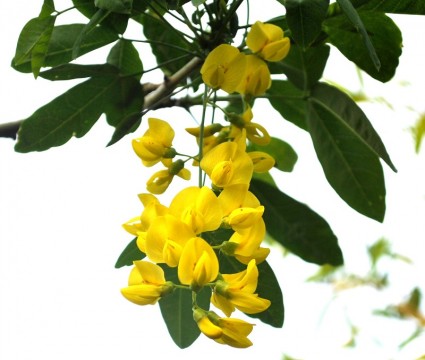 Cây chuỗi vàng,cay chuoi vang,cây kim tước,chuỗi vàng,Golden Chain,Golden Chain Flowers,Kingusari,Laburnum,họ đậu,Fabaceae,Chuỗi vàng (Kim tước)
