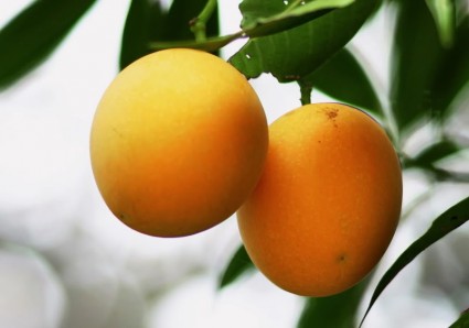 Thanh trà,cây thanh trà,thanh trà ghép,Bouea gandaria Blume,Bouea macrophylla Griff,Anacardiaceae,Sapindales,Marian plum,Gandaria,Marian mango,Plum mango,cây ăn quả,Thanh trà