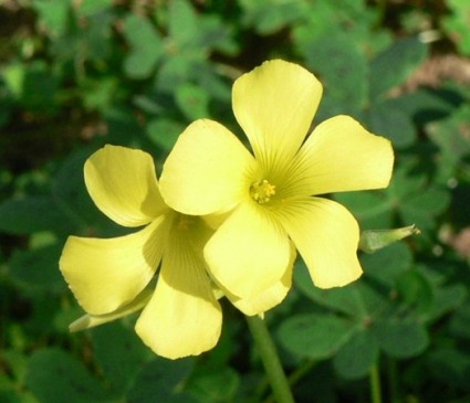 Chua me đất hoa vàng,chua me đất,cây me đất,me chua đất,me đất nhỏ,me chua đất hoa vàng,Oxalis corniculata,Chua me đất hoa vàng