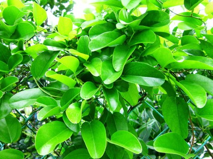 Sương sâm,dây sương sâm,sương sâm trơn,dây xanh leo,dây xanh ba nhị,xanh tam,Tiliacora triandra,Cyclea barbata (Wall.),sương sâm rừng,sương sâm lông,sương sâm dùng làm thuốc,Sương sâm