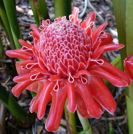 Đa lộc,hoa đa lộc,hoa sen đất,gừng tàu,hoa vạn phúc,Etlingera elatior,họ gừng,Zingiberaceae,đậu khấu,Đa lộc (Sen đất)