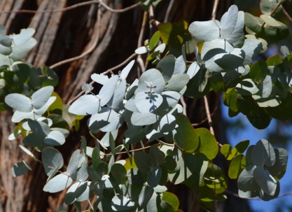 Cây tiền bạc,đô la bạc,Silver dollar,đồng đô bạc,đồng đô la bạc,Eucalyptus cinerea,silver dollar tree,Cây tiền bạc, đồng đô la bạc (Silver dollar)