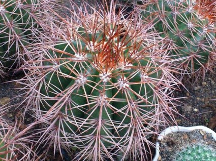 Xương rồng trạng nguyên,xương rồng trạng nguyên mũ,xương rồng,Xương rồng trạng nguyên mũ