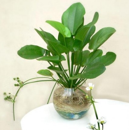 Bách thủy tiên,cây thủy tiên,từ cô lá tím,hoa cảnh,cây cảnh,cây hoa,cây nội thất,Echinodorus cordifolius,Alismataceae,Bách thủy tiên