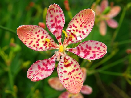 Cây rẻ quạt,rẻ quạt,xạ can,cây xạ can,biển trúc,Belamcanda chinensis,cây hoa đẹp,cây chữa bệnh,họ Diên Vĩ,Rẻ quạt (Xạ can)