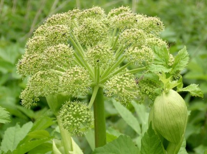 Bạch chỉ,cây bạch chỉ,Angelica dahurica,họ hoa tán,Apiaceae,cây thuốc,bách chiểu,chỉ hương,cửu lý trúc căn,đỗ nhược,hòe hoàn,lan hòe,linh chỉ,ly hiêu,phương hương,bài thuốc từ bạch chỉ,Bạch chỉ