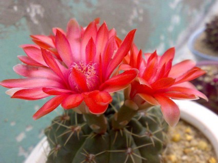 Xương rồng thần long,xuong rong than long,xương rồng,Xương rồng thần long