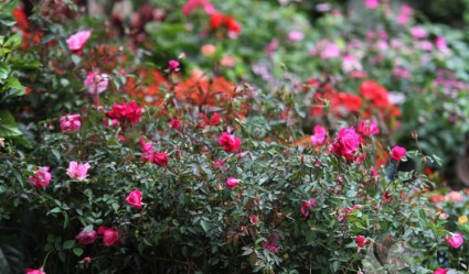 Hoa hồng quế,hoa hồng,rosa,rose,Rosaceae,Hoa hồng quế