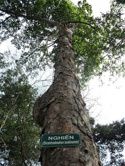 cây gỗ nghiến,gỗ nghiến,nghiến,cây nghiến,tác dụng của gỗ nghiến,Burretiodendron hsienmu,họ đoạn,Tiliaceae,Dombeyoideae,họ cẩm quỳ,Malvaceae,Phong Nha Kẻ Bàng,Cây gỗ Nghiến