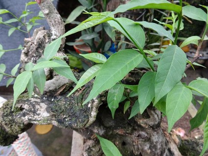 Thừng mực,cây thừng mực,cây thực mực,cây lồng mức,Holarrhena pubescens,họ La bố ma,apocynaceae,Cây thừng mực (lồng mức)