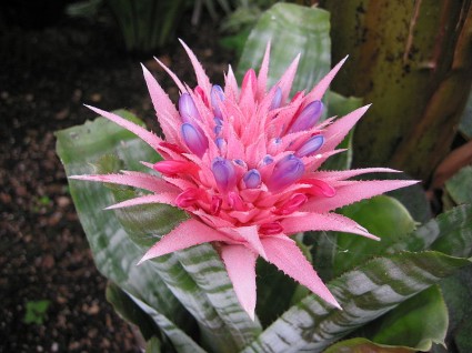 Dứa cảnh gai hồng,dứa cảnh,dứa que diêm,Aechmea fasciata,họ dứa,Bromeliaceae,Dứa cảnh gai hồng