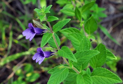 Nhân trần,cây nhân trần,hoắc hương núi,chè nội,Adenosma glutinosum,Adenosma caeruleum,Adenosma glutinosum,Adenosma glutinosum,Adenosma grandiflorum,Digitalis sinensis,Gerardia glutinosa,Pterostigma grandiflorum, họ mã đề,plantaginaceae,họ huyền sâm,Scrophulariaceae,công dụng của nhân trần,Nhân trần (hoắc hương núi, chè nội)