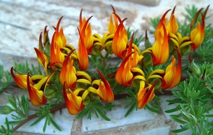 Hoa mỏ vẹt,mỏ vẹt,Lotus berthelotii,họ đậu,Fabaceae,hoa quý hiếm,hoa đẹp,Hoa mỏ vẹt (Lotus berthelotii)