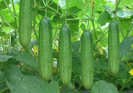 Dưa chuột,dưa leo,cây ăn quả,Cucumis sativus,họ bầu bí,Cucurbitaceae,tác dụng của dưa chuột,tác dụng làm đẹp của dưa chuột,Dưa chuột (dưa leo)