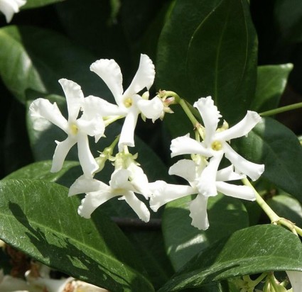 Cây mỏ sẻ,mỏ sẻ,hoa mỏ sẻ,cây hoa mỏ sẻ,lài sao,nhài sao,lạc thạch,trachelospermum jasminoides,họ la bố ma,họ dừa cạn,apocynaceae,cây leo,Cây mỏ sẻ