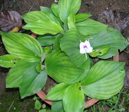 Địa liền,thiền liền,tam nại,sơn nại,sa khương,kaempferia galanga,họ Gừng,Zingiberaceae,tác dụng của địa liền,củ địa liền,bài thuốc từ địa liền,địa liền ngâm rượu,Địa Liền