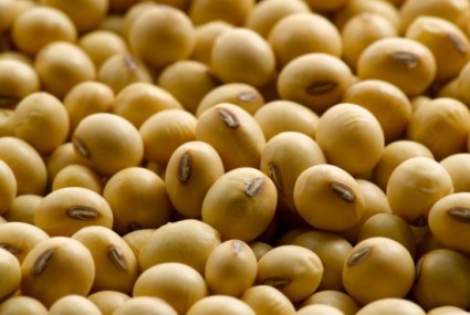 đậu tương,đỗ tương,đậu nành,glycine max,họ đậu,fabaceae,Đậu tương (đỗ tương, đậu nành)