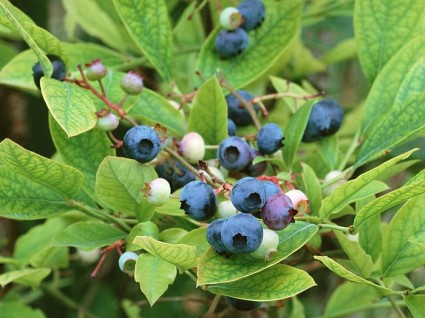 Việt quất đen,việt quất quả đen,việt quất,ỏng ảnh,cây ỏng ảnh,Vaccinium myrtillus,Common Bilberry,Bilberry,tác dụng của quả việt quất,việt quất làm thuốc,việt quất chữa bệnh,họ thạch lam,Việt quất đen (ỏng ảnh)