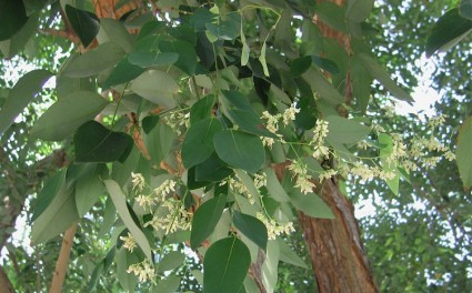 Cây trắc,trắc,cây gỗ trắc,gỗ trắc,cẩm lai Nam Bộ,Dalbergia cochinchinensis,Cây trắc (Cẩm lai Nam Bộ)