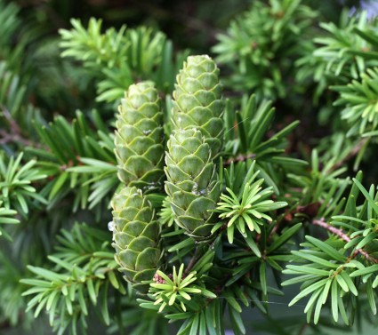 Du sam,du sam đá vôi,ngô tùng,thông dầu,tô hạp đá vôi,mạy kinh,keteleeria davidiana,cây gỗ quý nhóm 1,Du sam (du sam đá vôi)