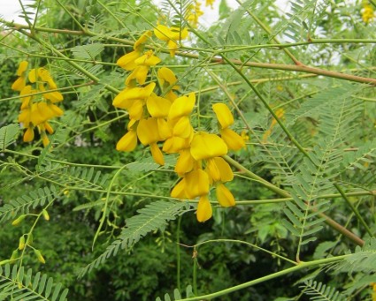 Điên điền,điền thanh,cây điên điển,bông điên điển,cây điền thanh,điền thanh thân tía,điền thanh bụi,họ đậu,sesbania sesban,fabaceae,Điên điển (điền thanh thân tía, điền thanh bụi)