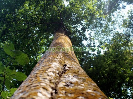 cây săng lẻ, cay sang le,Lagerstroemiatomentsa Presl, họ bằng lăng, họ Lythraceae, cây săng lẻ cổ thụ,,Cây Săng Lẻ