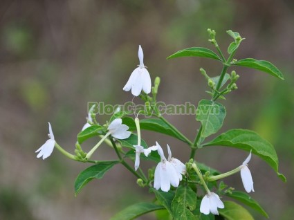 cây kiến cò, cay kien co, Rhinacanthus nasutus (Linn.) Kurz, họ Acanthaceae, cay kien co, công dụng cây kiến cò, cây kiến cò chữa bệnh,,Cây kiến cò
