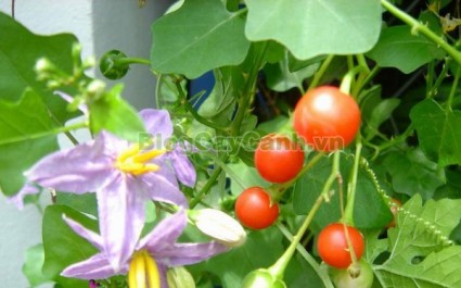 cây cà gai leo, họ cà, họ Solanaceae,Solanum procumbens lour,cây cà vạnh, cây cà cườm, cây cà quánh, cây cà quýnh, cây cà gai dây,Solanum hainanense, cây cà lù,,Cây Cà Gai Leo