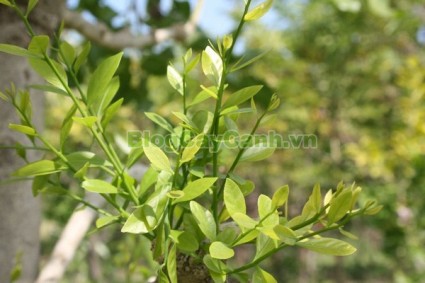 cây rau sắng, cay rau sang, công dụng của cây rau sắng, cây mì chính, rau ngọt, cây rau ngót rừng, cây rau ngót quế, cây lai cam, cây tắc sắng, Melientha suavis,,Cây Rau Sắng