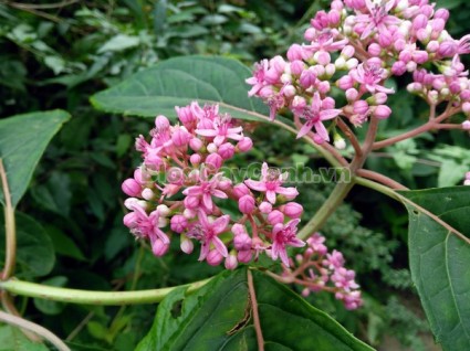 cây thường sơn, cây thường sơn chữa sốt rét, công dụng của cây thường sơn, cây thường sơn chữa bệnh, tác dụng của cây thường sơn, cây khởi tía, cây tê quân, cây nam thường sơn, cây bạch thường sơn, cây thường sơn tía, cây hoàng thường sơn, cây thực tất, cây áp niệu thảo, cây kê niệu thảo ,Dichroa febrifuga Lour., họ Tú cầu, họ Thường Sơn,Hydrangeaceae,.,Cây Thường Sơn