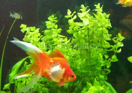 cây lệ nhi, hình ảnh cây lệ nhi, cay le nhi,cây lệ nhi trồng trong nước, Bacopa caroliniana, cây lệ nhi cây thủy sinh, cây thủy sinh đẹp,,Cây Lệ Nhi