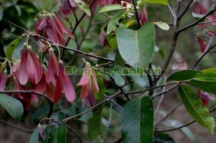 cây chò đen, Parashorea stellata Kurz., thuộc họ Dầu, họ Dipterocarpaceae, cây chò, chò đen, cay cho den,,Cây Chò Đen
