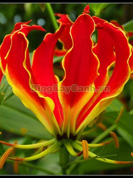 Cây ngót nghẻo, công dụng cây ngót nghẻo, cây ngọt nghẹo, cây huệ lồng đèn, cây gia lan, cây Gloriosa superba, G. simplex,họ Colchicaceae,,Cây Ngót Nghẻo (Cây ngọt nghẹo)