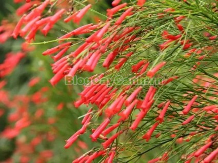 cây liễu tường hoa đỏ, họ Hoa mõm sói , Scrophulariaceae., hình ảnh cây liễu tường hoa đỏ, Russelia equisetifomis Schlecht. et Cham., cay lieu hoa do, cây hoa xác pháo, cây xác pháo,,Cây Liễu Tường Hoa Đỏ