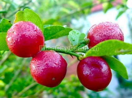 Triphasia trifolata, cây kim quýt, hình ảnh cây kim quýt, cây kim quýt bonsai, cây bonsai, cay kim quyt bonsai, cây kim quýt đẹp, ý nghĩa cây kim quýt, cay kim quyt,,Cây Kim Quýt