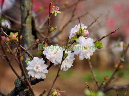 cây nhất chi mai, họ hoa hồng, Prunus mume Sieb. & Zucc,cây bạch mai, cây hàn mai, cây lưỡng nhị mai, cây nhị độ mai, cây mai trắng, hình ảnh cây nhất chi mai, cây nhất chi mai chữa bệnh, cây nhất chi mai chơi tết, cây mai trắng,,Cây Nhất Chi Mai (Cây Mai Trắng)