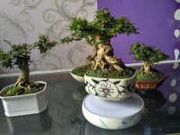 airbonsai, cây phong thủy, kim thanh mai,mua bán cây cảnh,hoa cảnh,sinh vật cảnh,hòn non bộ,TP Hồ Chí Minh,Bán Airbonsai đẹp độc lạ