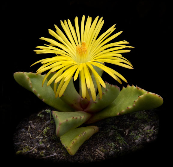 Hoa đá,sen đá,cây sen đá,cây hoa đá,hoa da,sen da