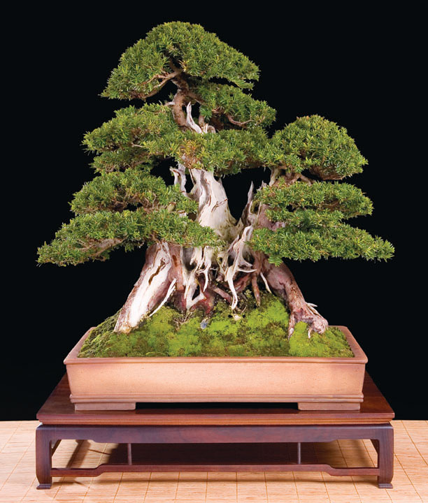 Bonsai Châu Âu - Những tác phẩm đỉnh cao