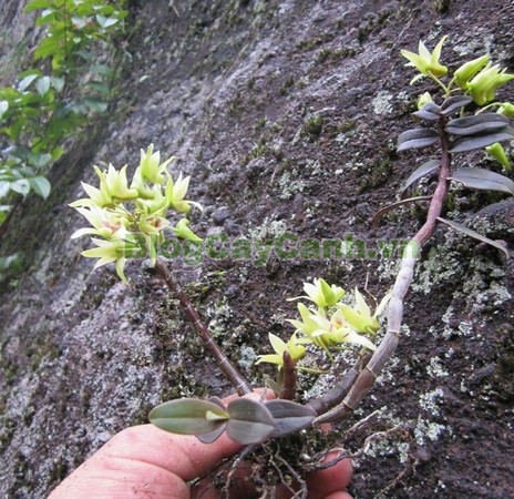 Cây Thạch Hộc Tía,công dụng cây thạch hộc tía, cây thạch hộc tía, cay thach hoc tia, cây thuốc thạch hộc tía,Dendrobium officinale Kimura et Migo, chi thạch hộc, họ lan, họ Orchidaceae,