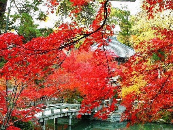 Cây Phong ở Hương Sơn - Trung Quốc