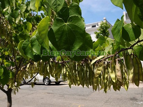 Cây Hoa Hạnh Phúc,cây hoa hạnh phúc, hình ảnh cây hoa hạnh phúc, cây hoa hạnh phúc đẹp, công dụng cây hoa hạnh phúc, cay hoa hanh phuc, cây hạnh phúc,