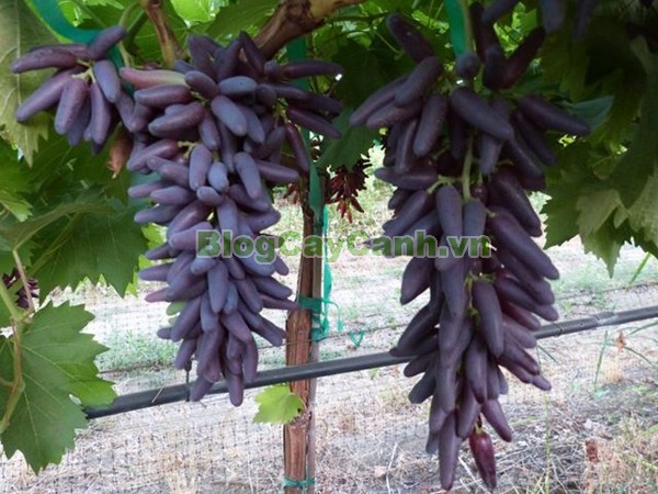 Cây Nho Phù Thủy (Cây nho ngón tay),cây nho phù thủy, finger grape, hình ảnh cây nho phù thủy, cây nho phù thủy đẹp, cay nho phu thuy, nho phù thủy, cây nho ngón tay, cây nho phù thủy hình ngón tay,